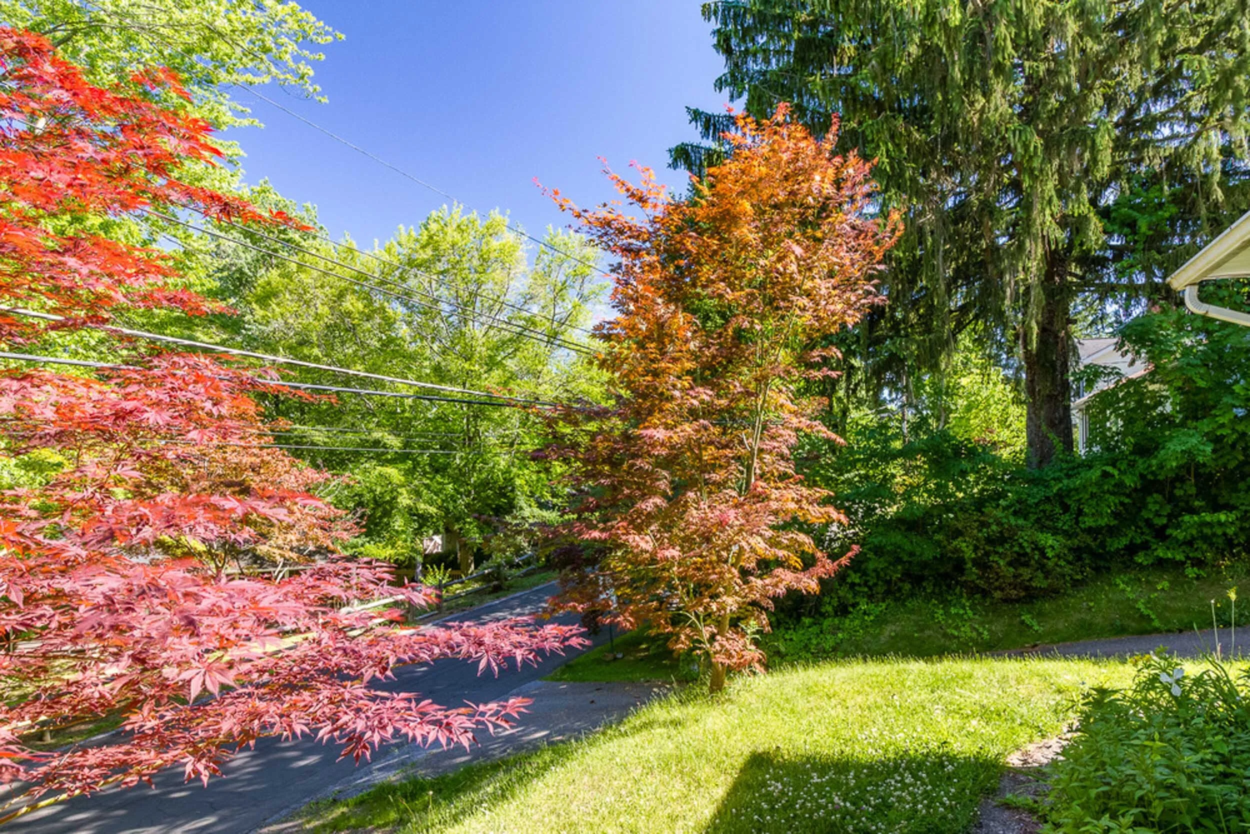 Before: front yard with Japanese maples